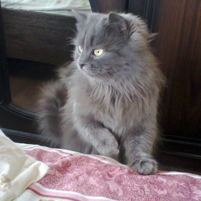 Саня Равчик