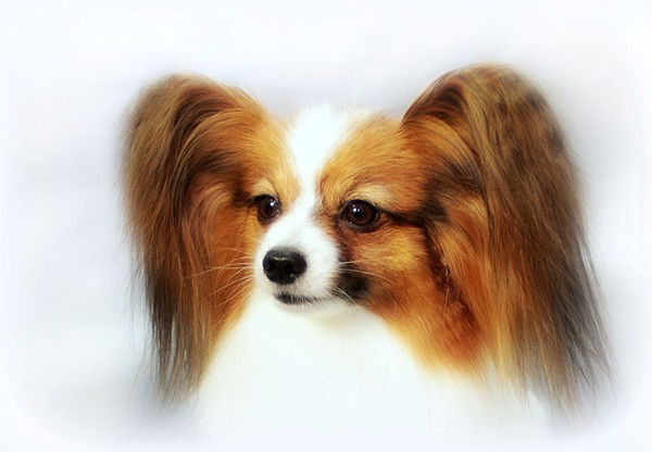 Лариса Стрелкова