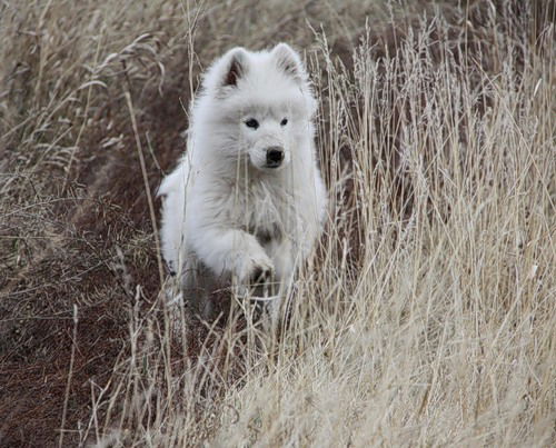 Елена Николаева