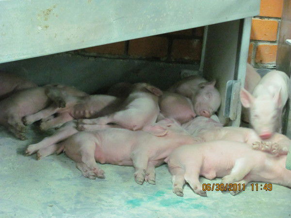 Федор Ковалёв