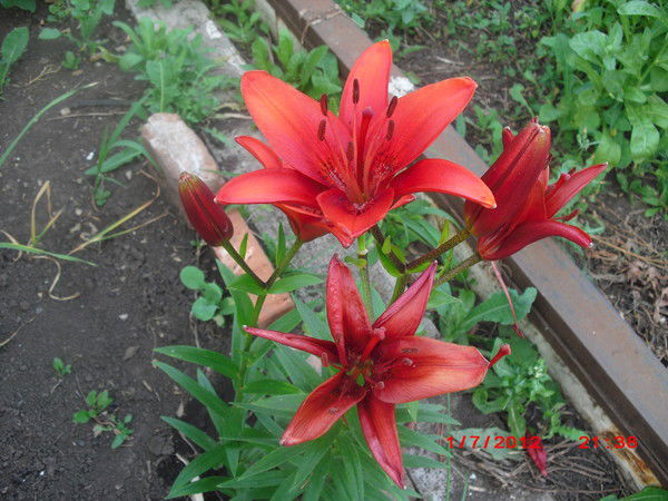 Натали Бердникова