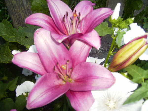 Марина Ватагина