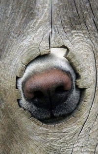 Полина Полежанкина