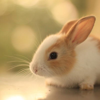 Оля Карпова