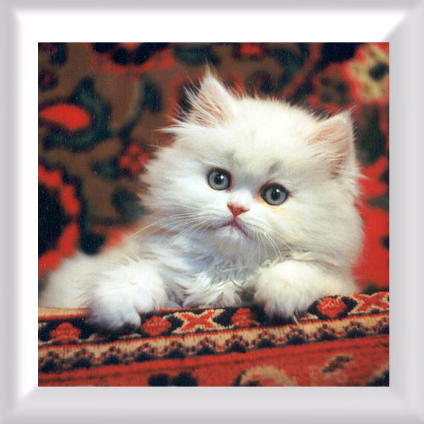 Любимая Дочь