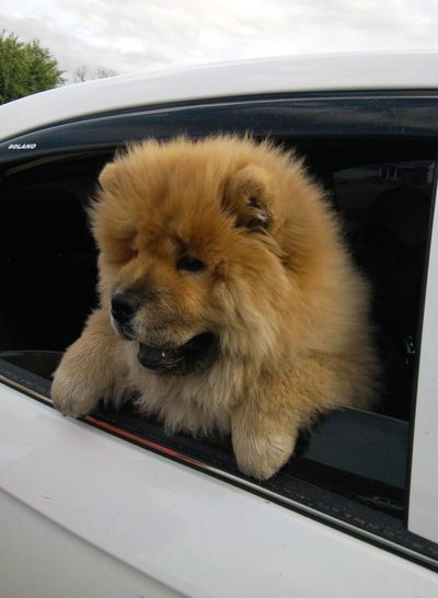 Ислам Астежев