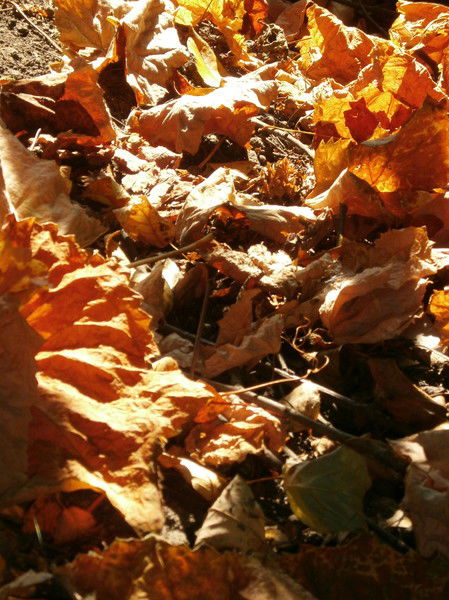 Анна Матвеева