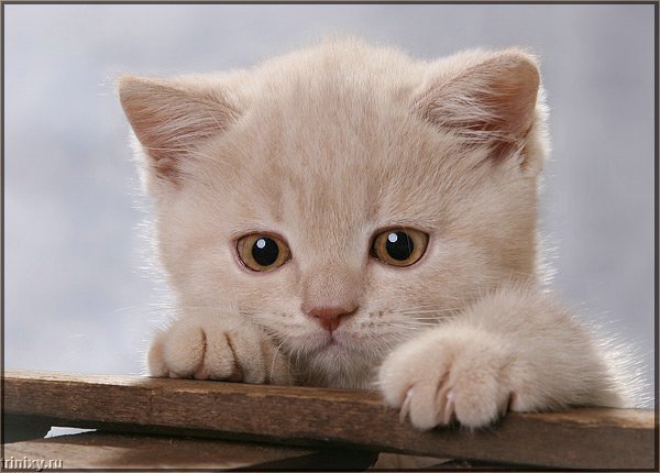 Татьяна Миронова