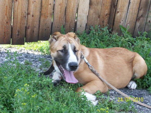 Елена Фурсевич