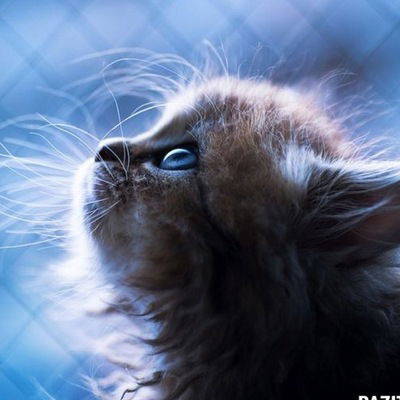 Александра Журавлёва