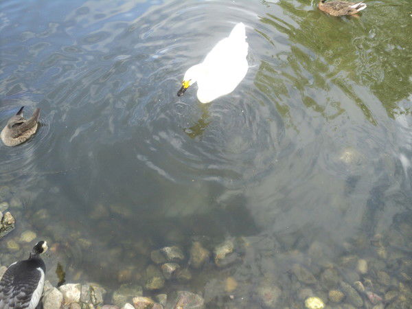 Елена Янина