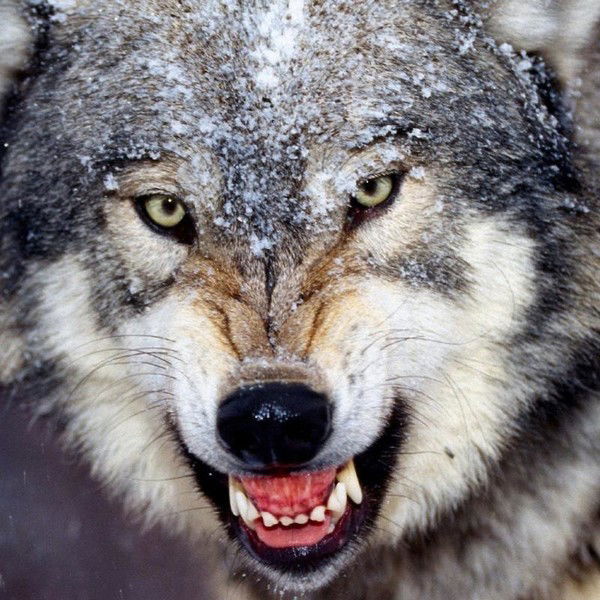 Светлана Кудрявцева