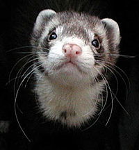 Хорёк ... Любопытный ...