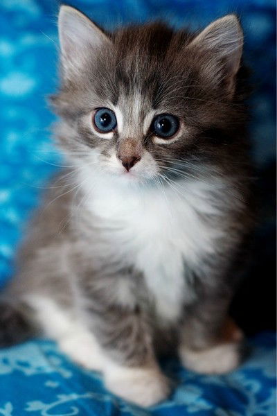 София Бадашова