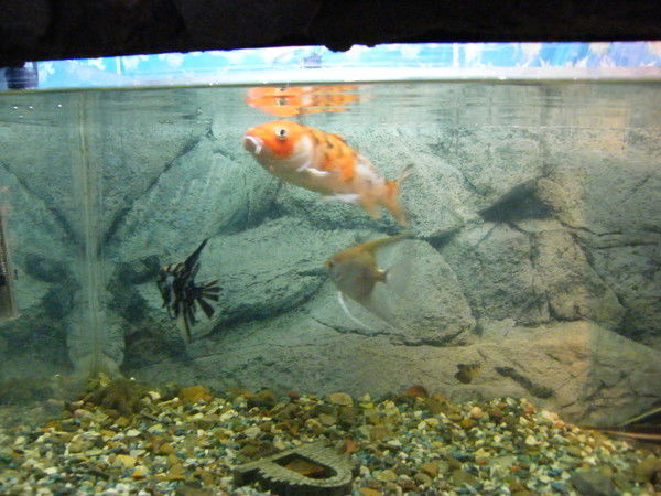 Лариса Тлуста