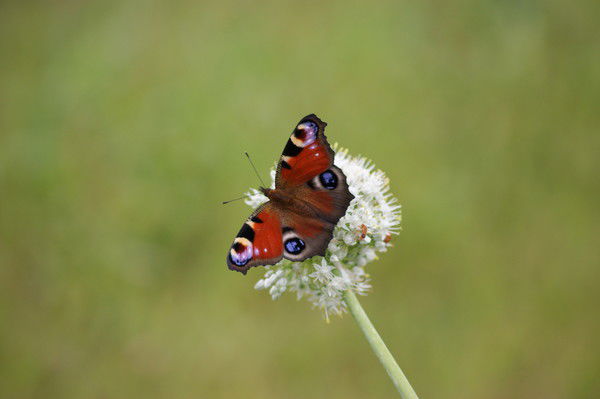 Инна Майорова