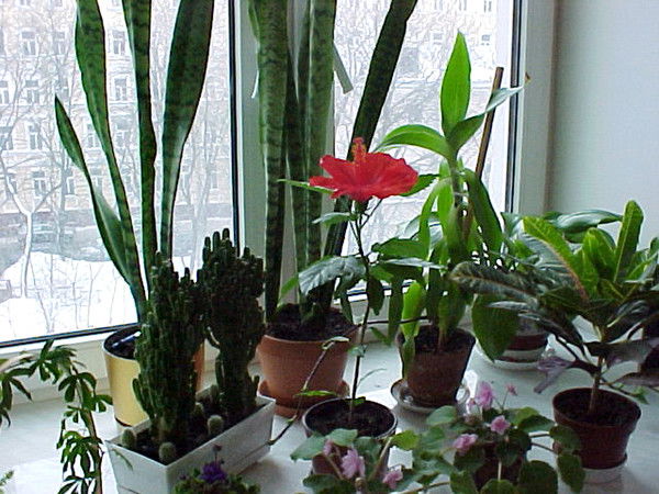 Татьяна Филиппова