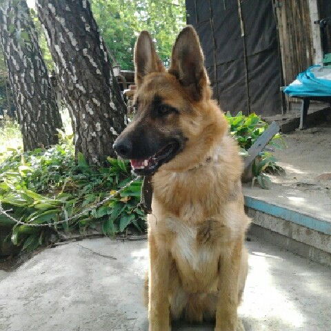 Виктор Юрьев