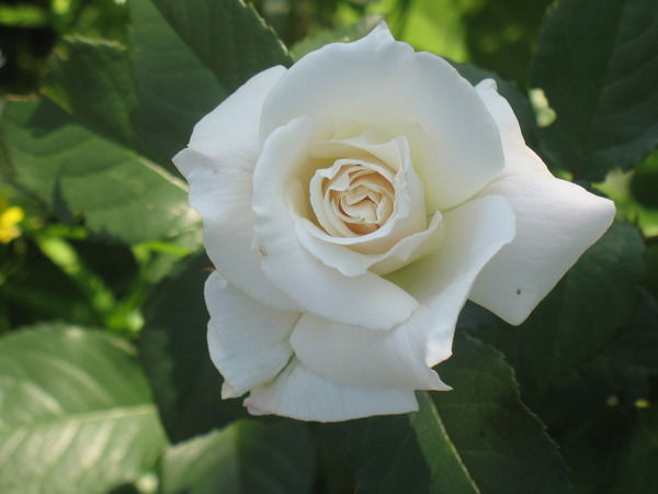 Нурсулу Жусупбекова