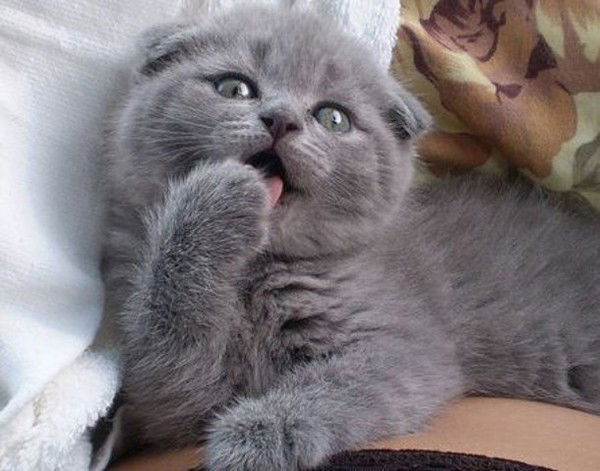 Анна Романова