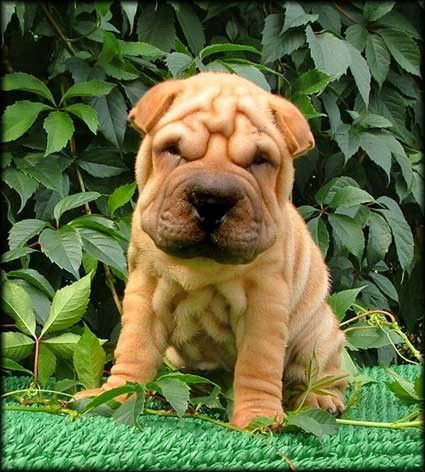 Александр Комаров