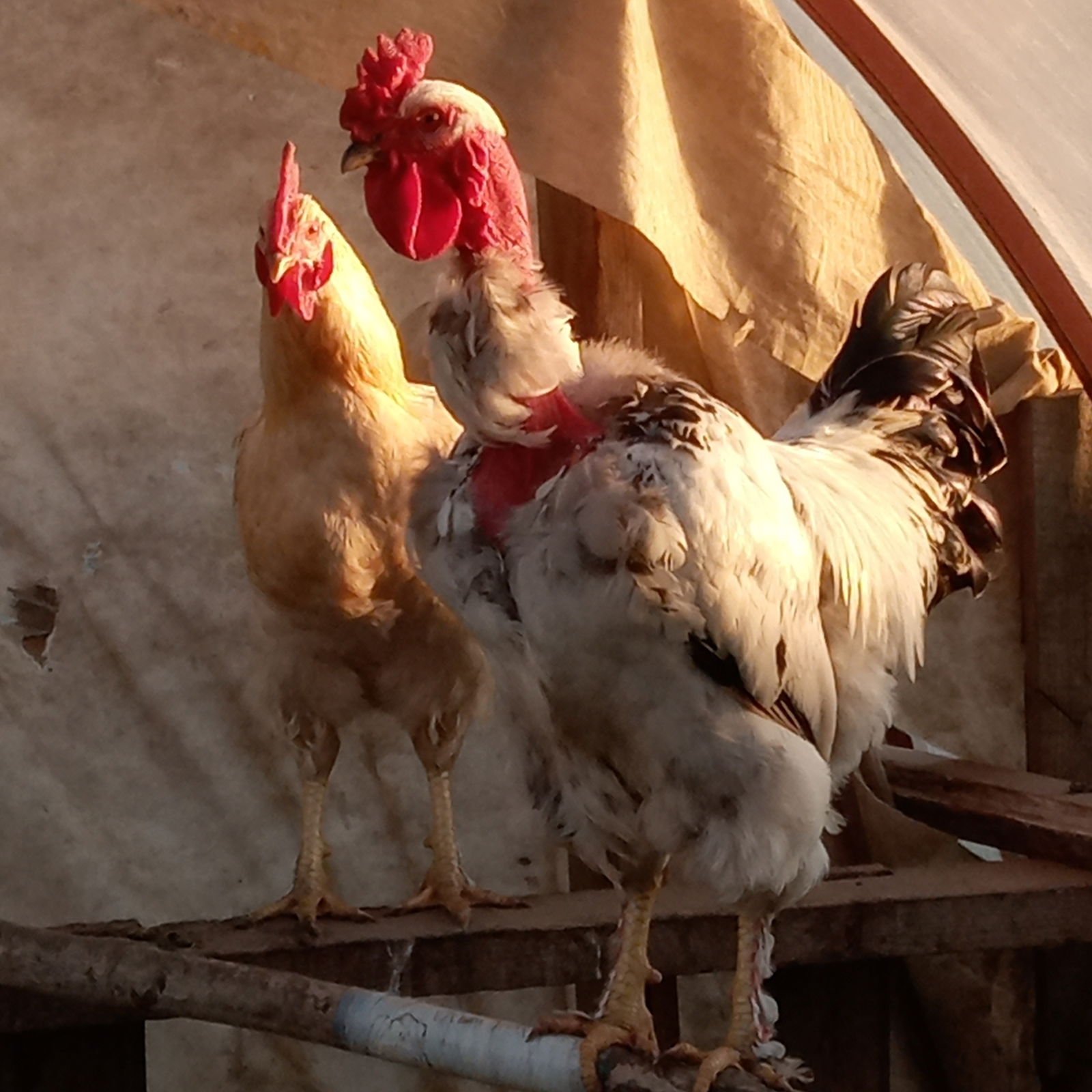 Владимир Якимов