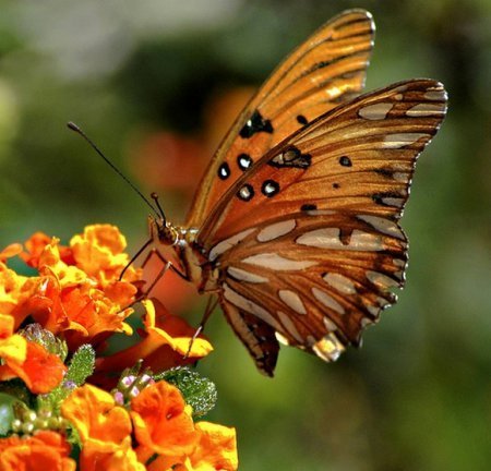 Светлана Матюшина