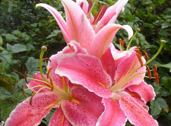 Татьяна Савельева