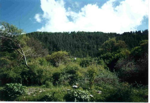 Назгуль Курманова