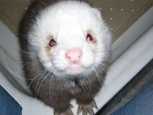 Ирина Белугина