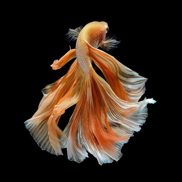 Рома Арслан