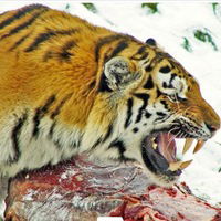 Виталий Кураш