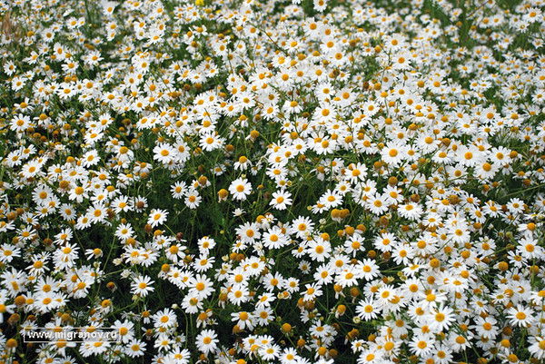 Ирина Ермолина