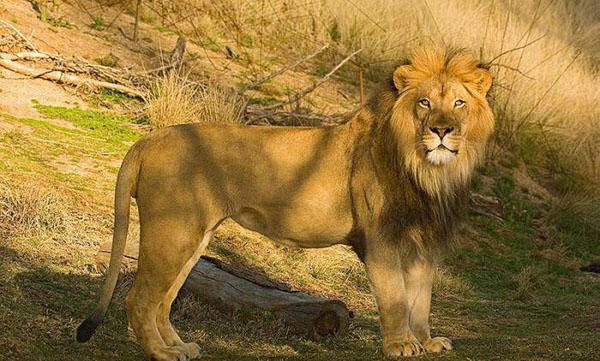 Жандос Сагинтаев