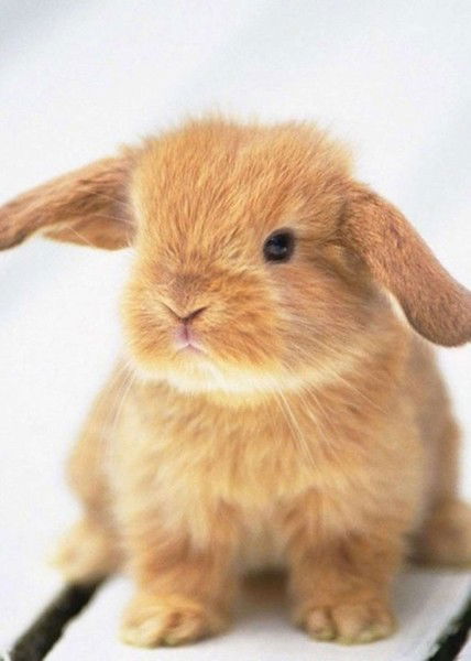 Аня Горшенина