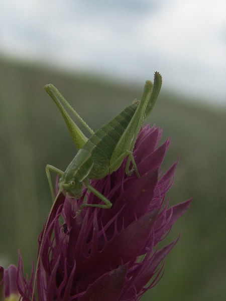 Глеб Сунгуров
