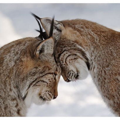 Сергей Чистяков