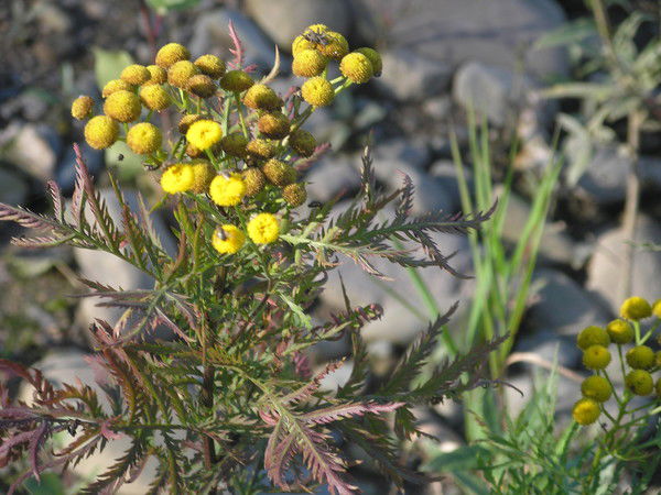 Виталий Николаевич Лопатин