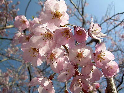 Ниссо Халикова