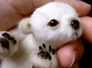 Сергей Шаповалов