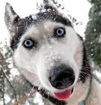 Артур Гаранин