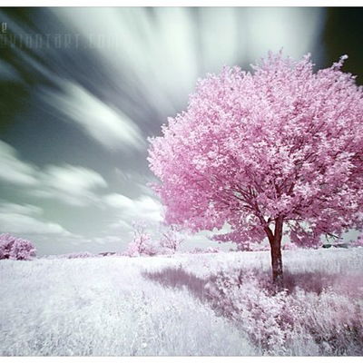 Маряна Шевчук