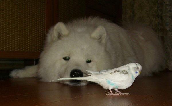 Вячеслав Медведев