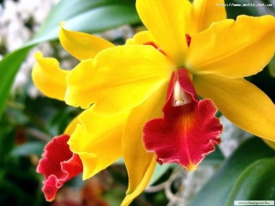 Амирхан Тоо