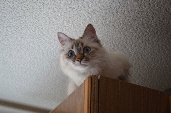 Николай Евсеев