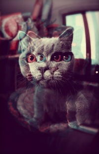 Никита Агеенко