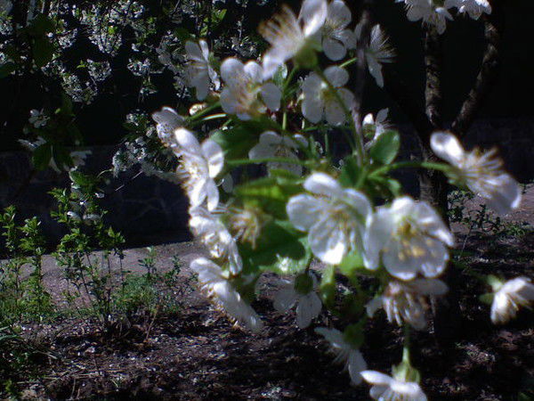 Елена Краминская