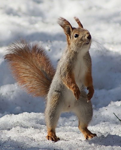 Александр Бабёнков