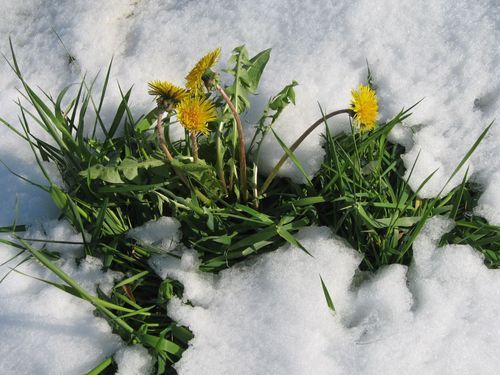 Галина Катрина