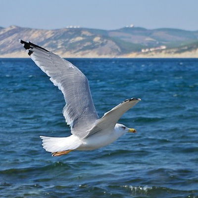 Легкокрылая Чайка